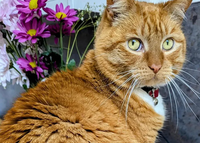 Les Peupliers Loire Alojamento de Acomodação e Pequeno-almoço 3*